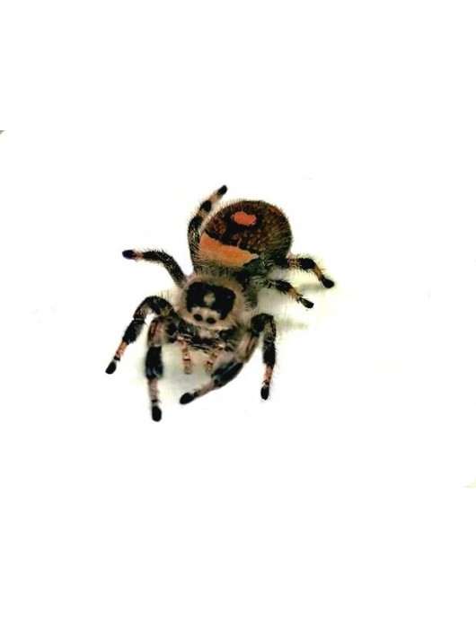 Phidippus Regius Rastafari