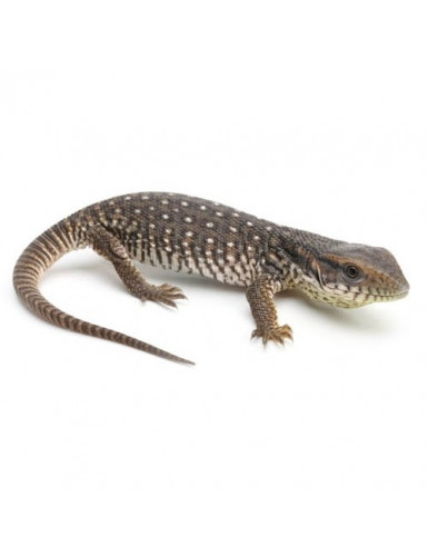 Varanus exanthematicus