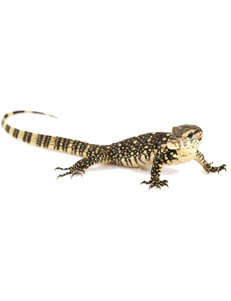 Varanus exanthematicus