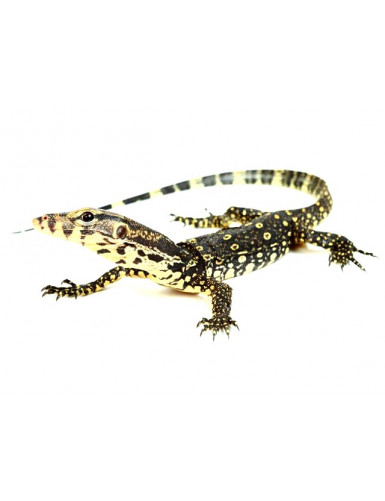 Varanus exanthematicus