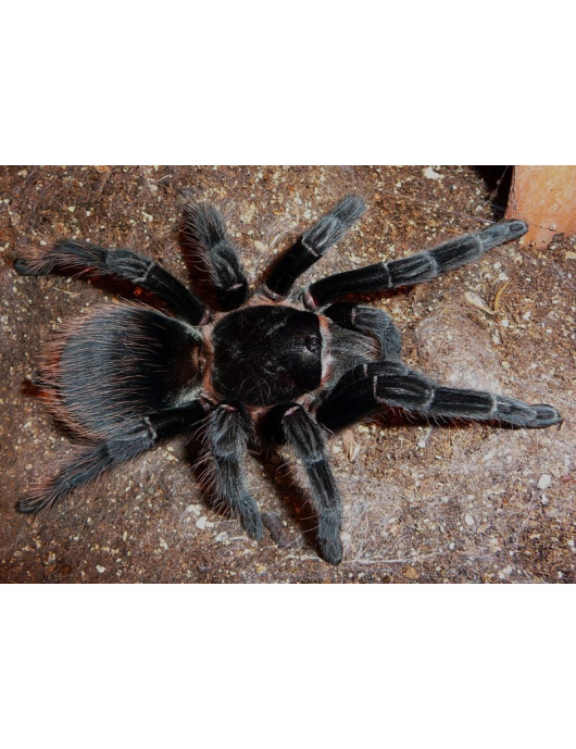 Brachypelma Angustum