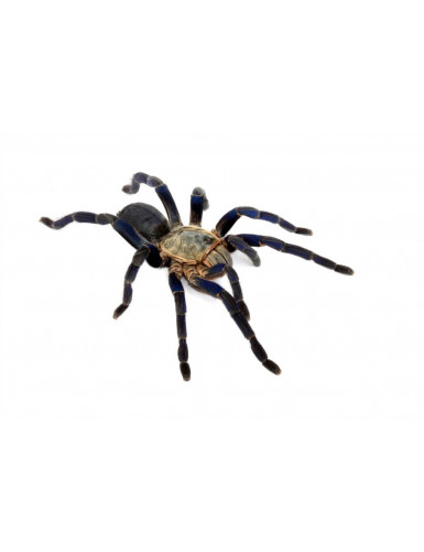 Haplopelma lividum