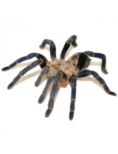 Haplopelma minax