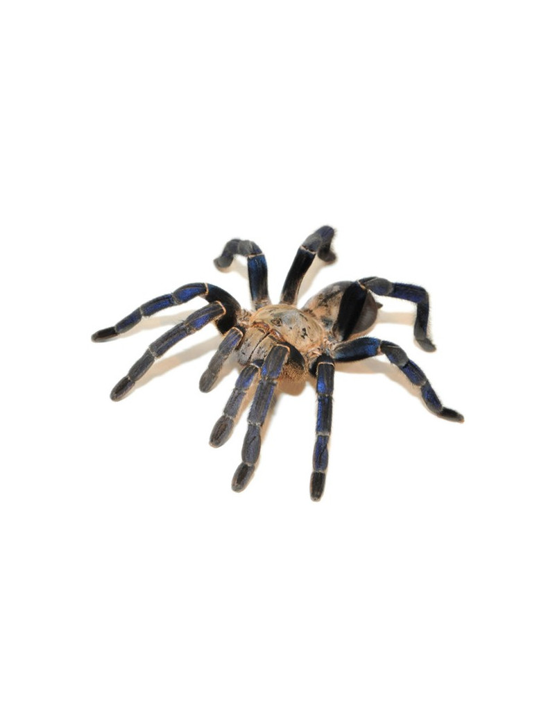 Haplopelma lividum