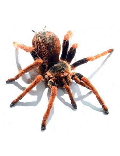 Grammostola rosea