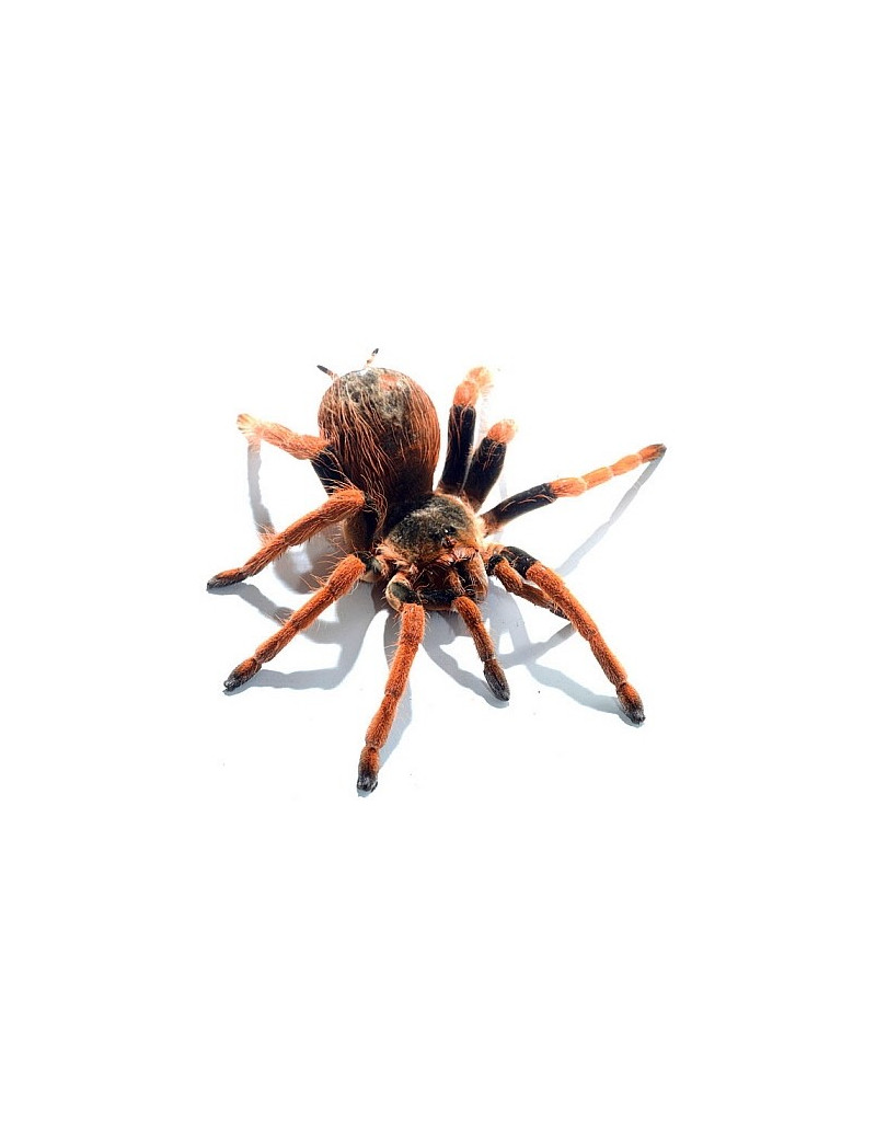 Grammostola rosea