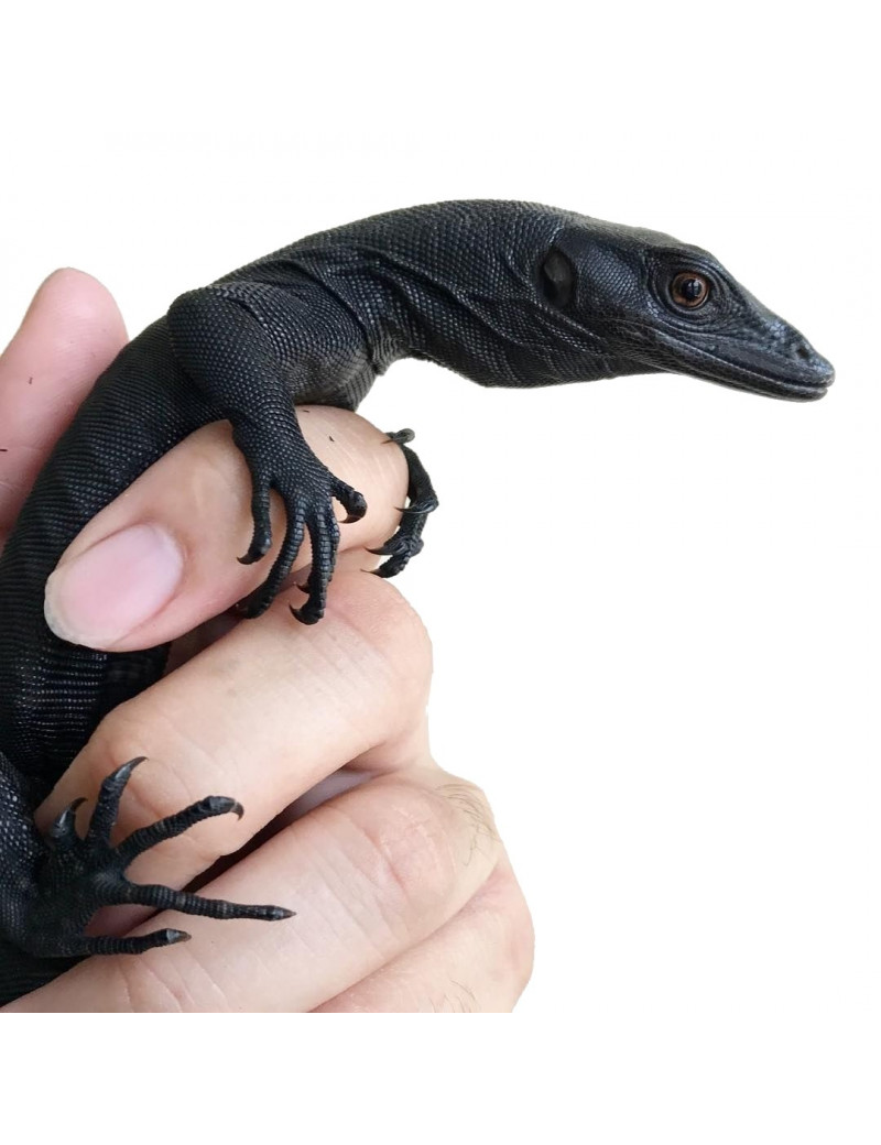 Varanus salvator MELANISTIC BLACK