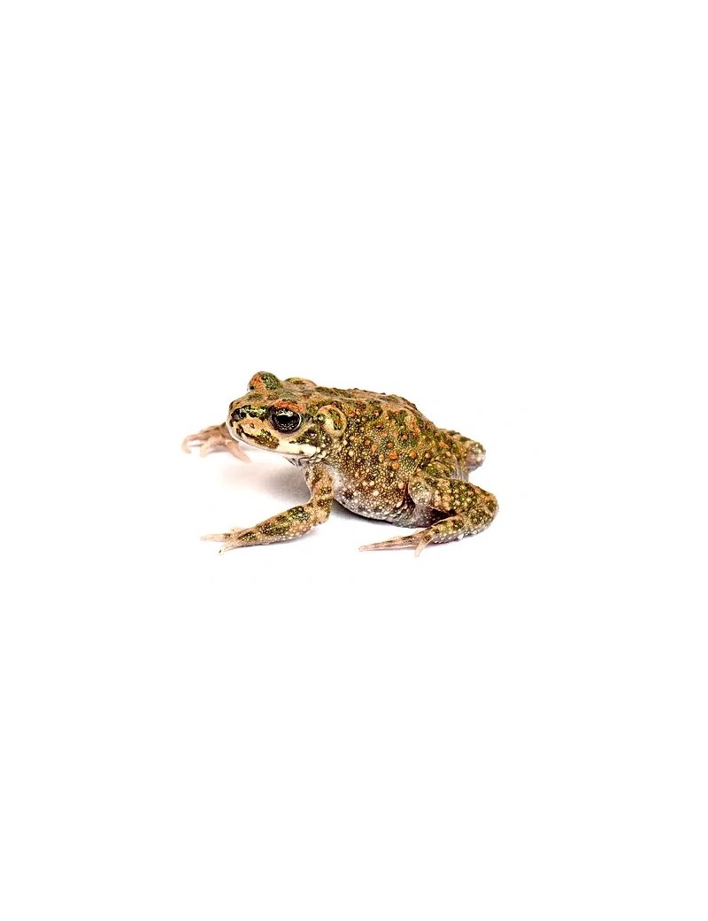 Bufo brongersmai