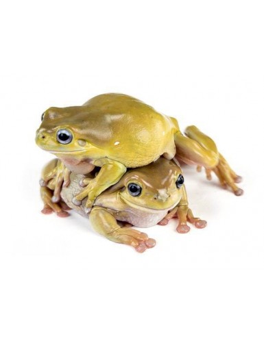 Litoria caerulea Honey blue eyed