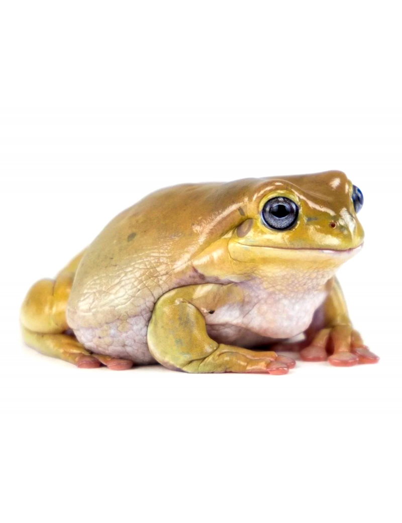 Litoria caerulea Honey blue eyed