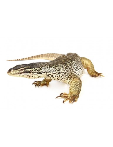 copy of Varanus timorensis