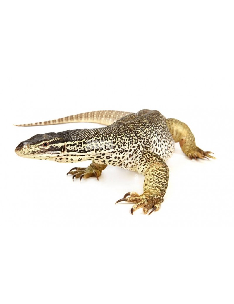 Varanus panoptes