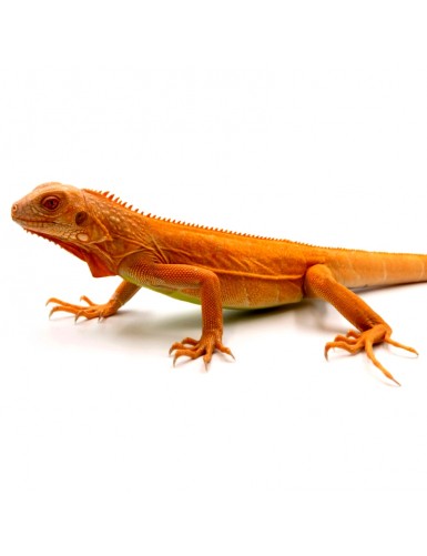 Iguana iguane red albinos